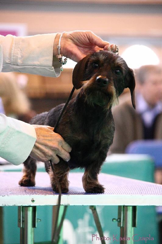 Crufts2011_2 1393.jpg